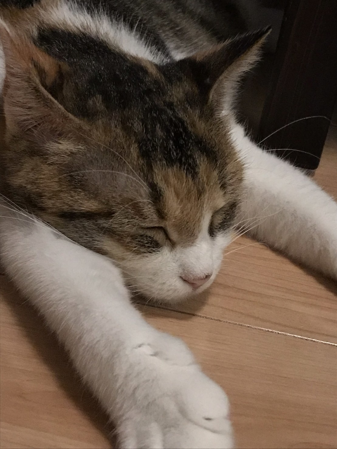 猫一号 ぐでー Ne Codes