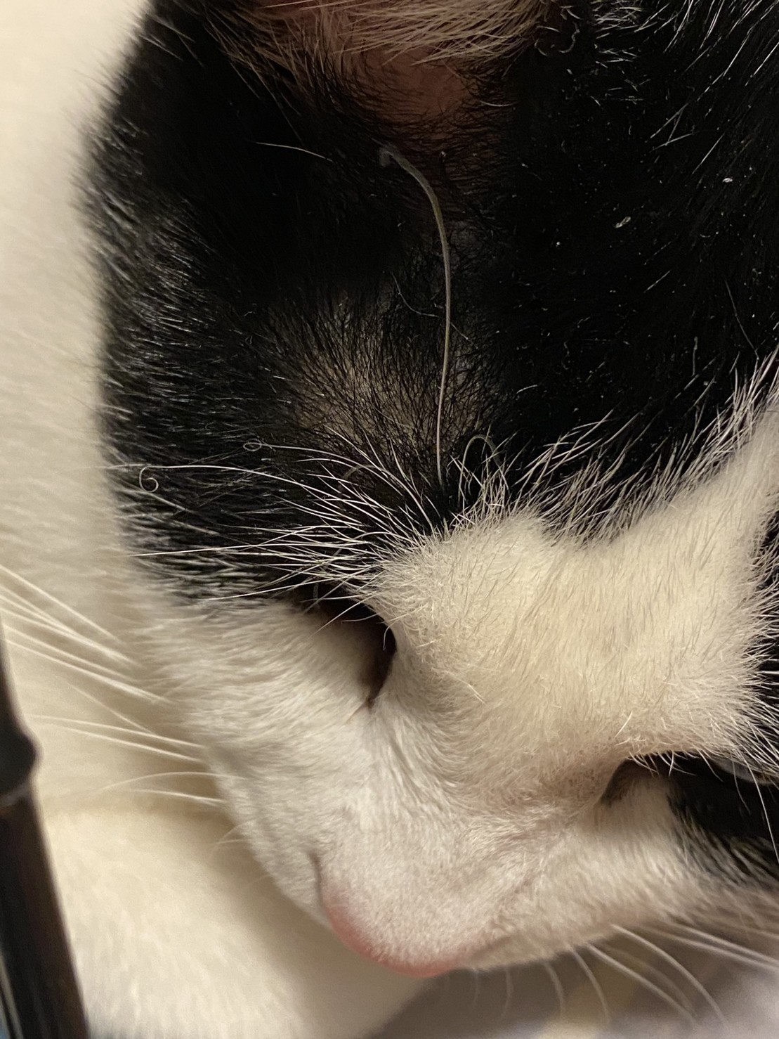 猫一号 ヒーターで焦げてる Ne Codes